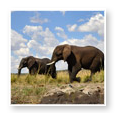Zambezi