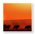 Kenya