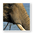 Zambezi